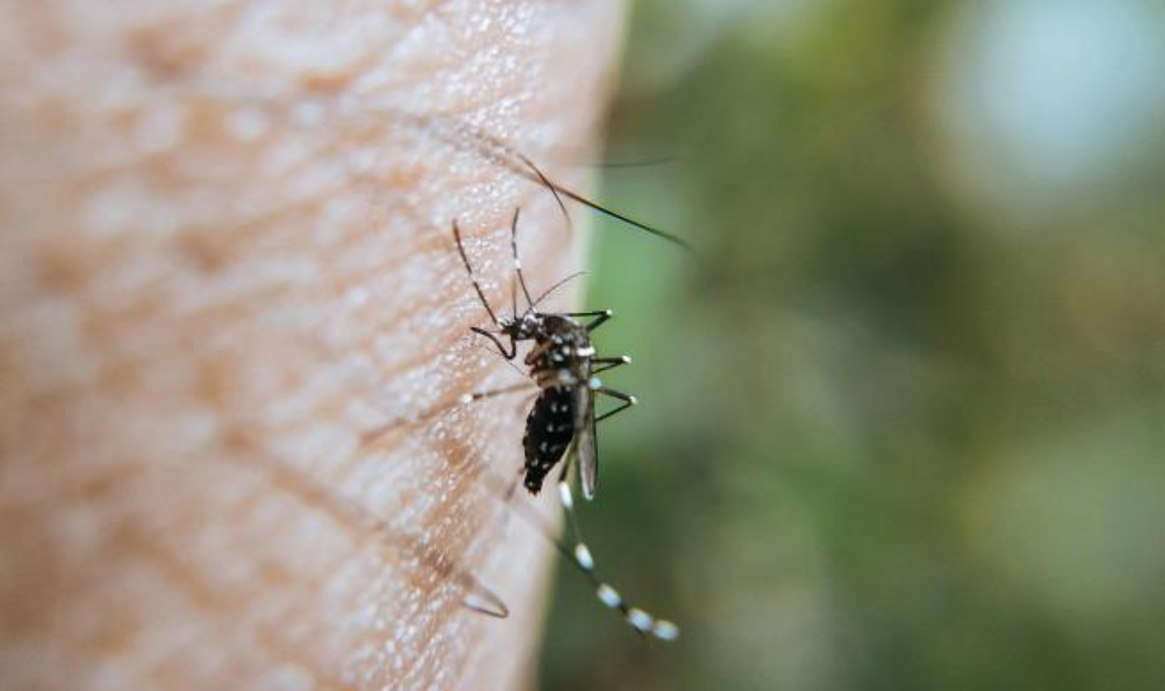 9 de cada 10 casos de dengue en Jalisco son serotipo 3